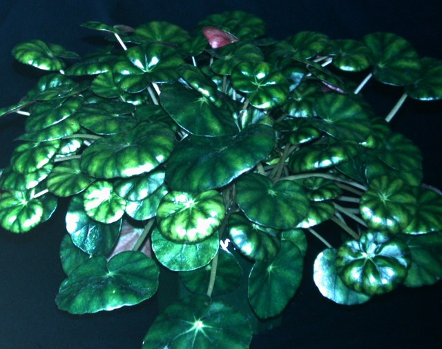 B. hydrocotylifolia var. hydrocotylifolia